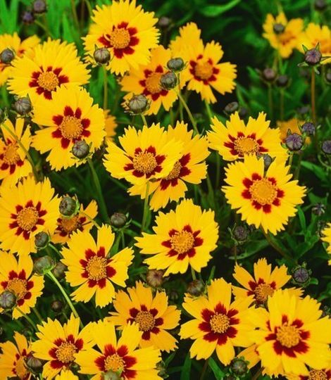 Coreopsis grandiflora heliot 